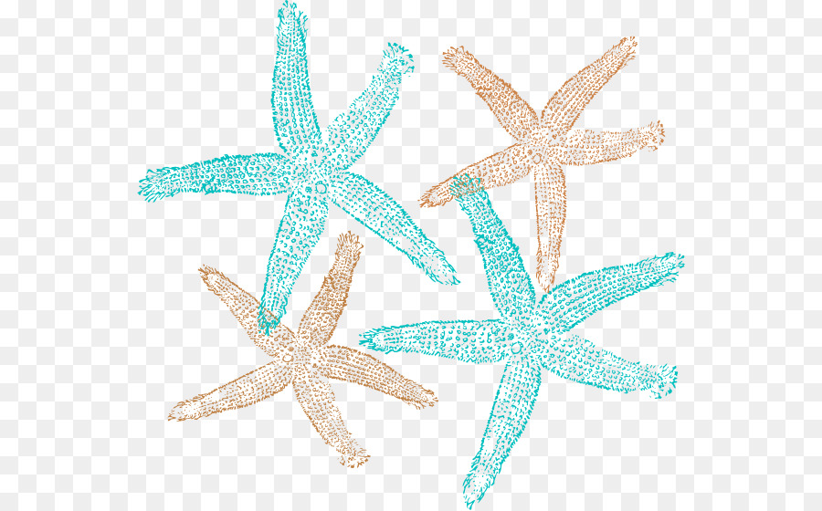 Estrella De Mar，Océano PNG