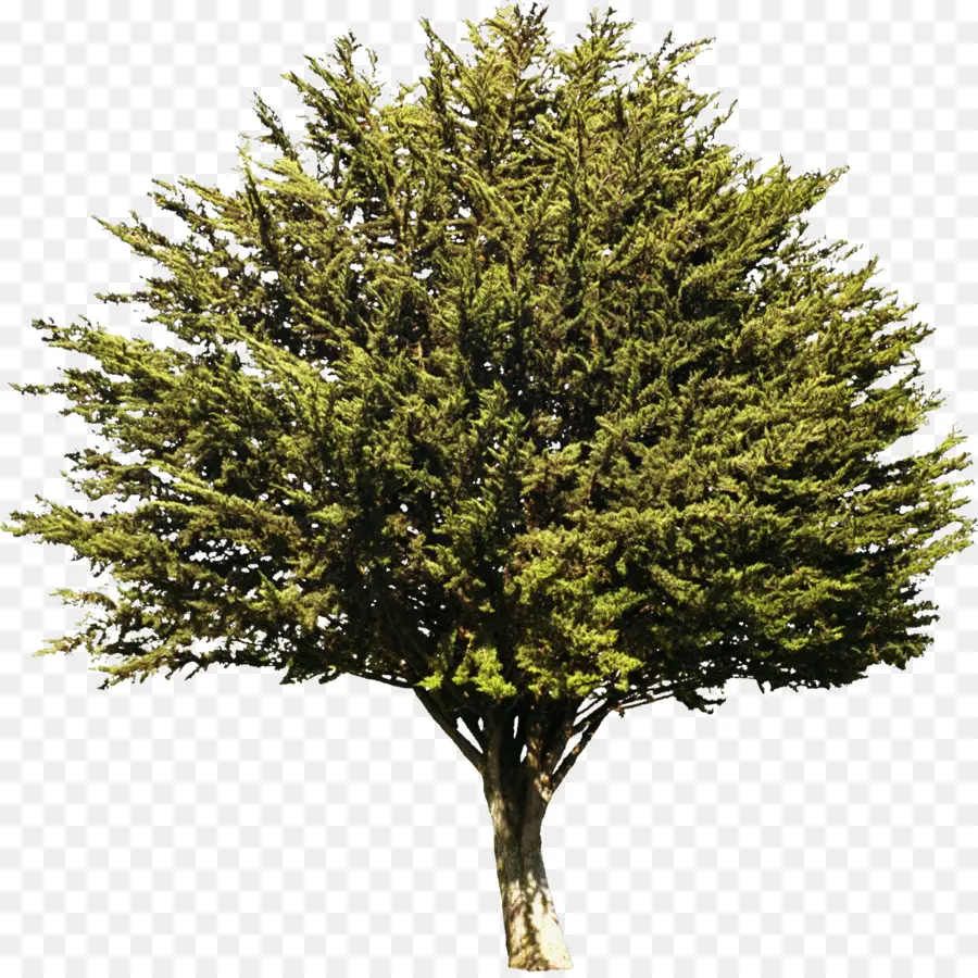 árbol Verde，Naturaleza PNG