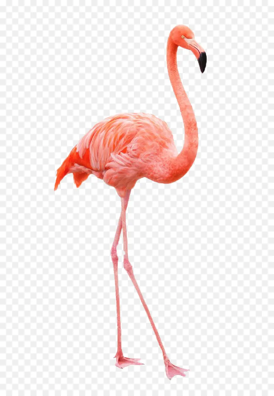 Dibujo，Flamingo PNG