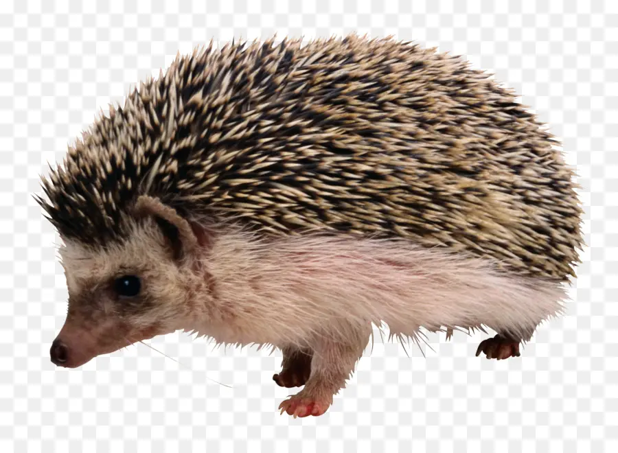 Erizo，Hedgehog Y El Zorro PNG