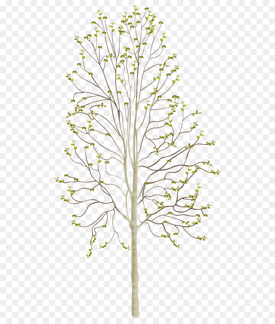 Planta Leñosa，Planta PNG