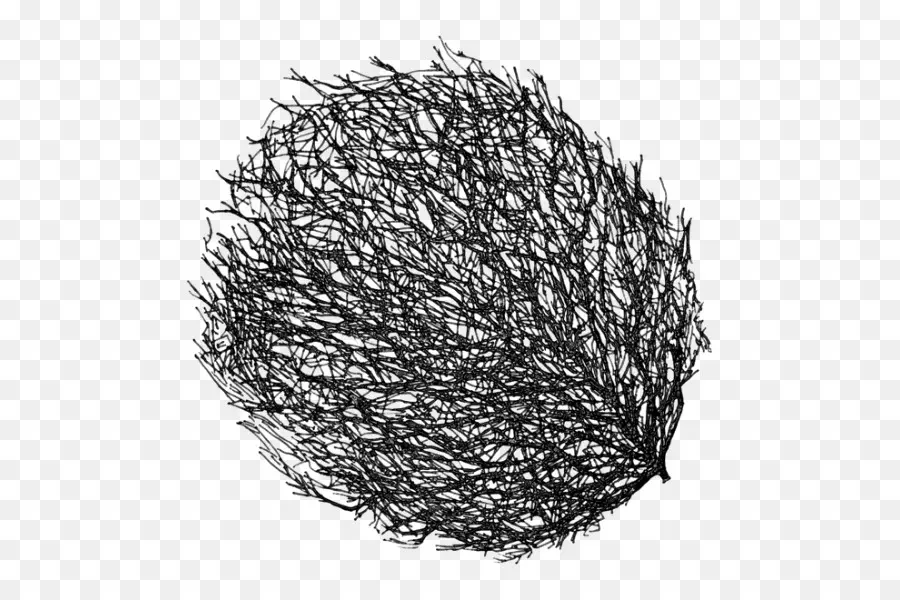 Común De La Uva De La Vid，Tumbleweed PNG