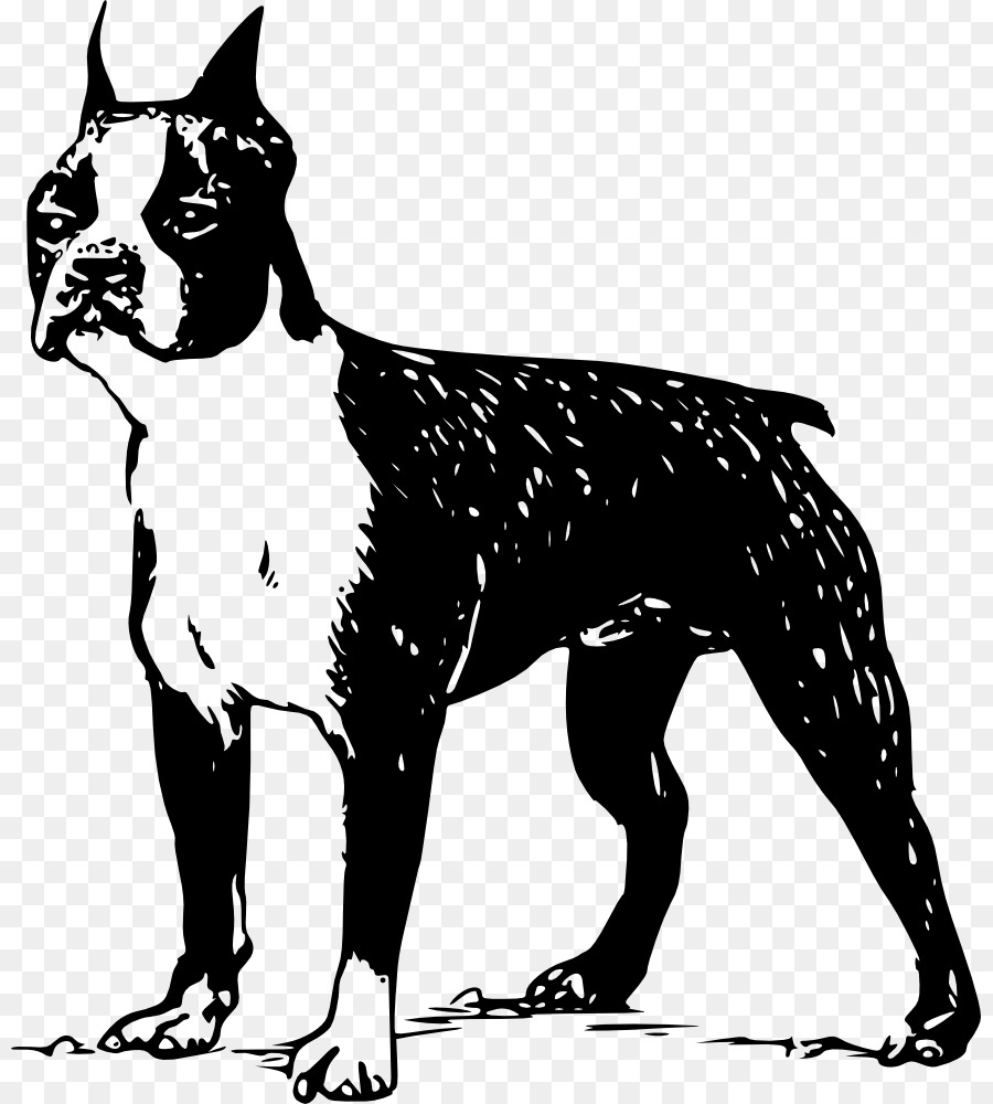 Boston Terrier，Scottish Terrier PNG