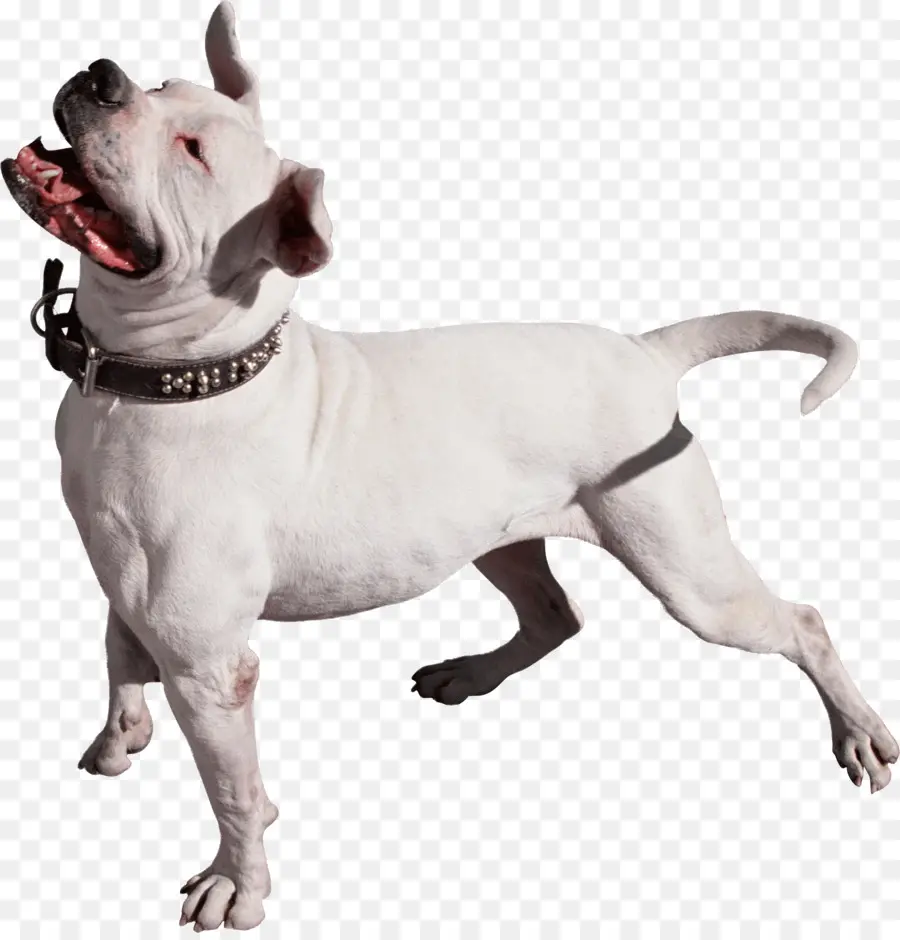 Pit Bull，Gato PNG