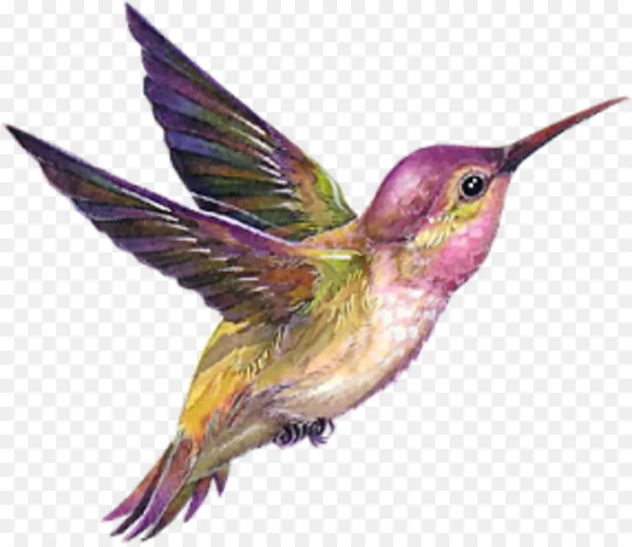 Colibrí，Pájaro PNG