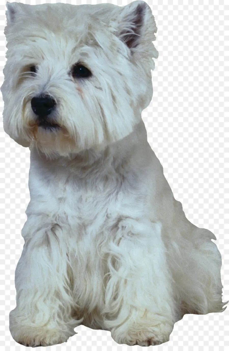 West Highland White Terrier，Scottish Terrier PNG
