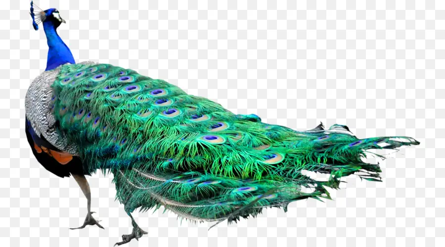 Pavo Real Volador，Plumas PNG