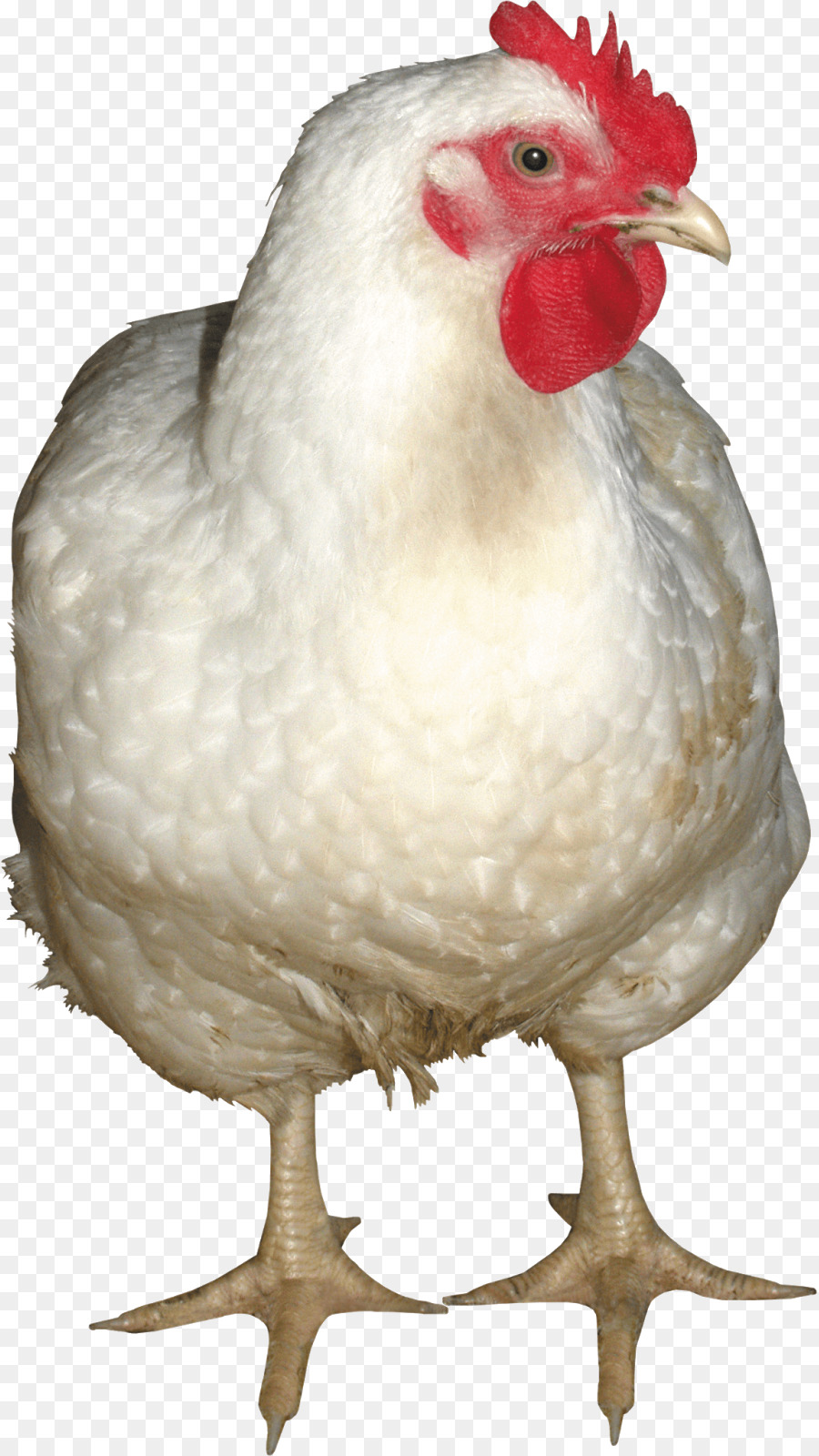 Pollo Marrón，Gallina PNG