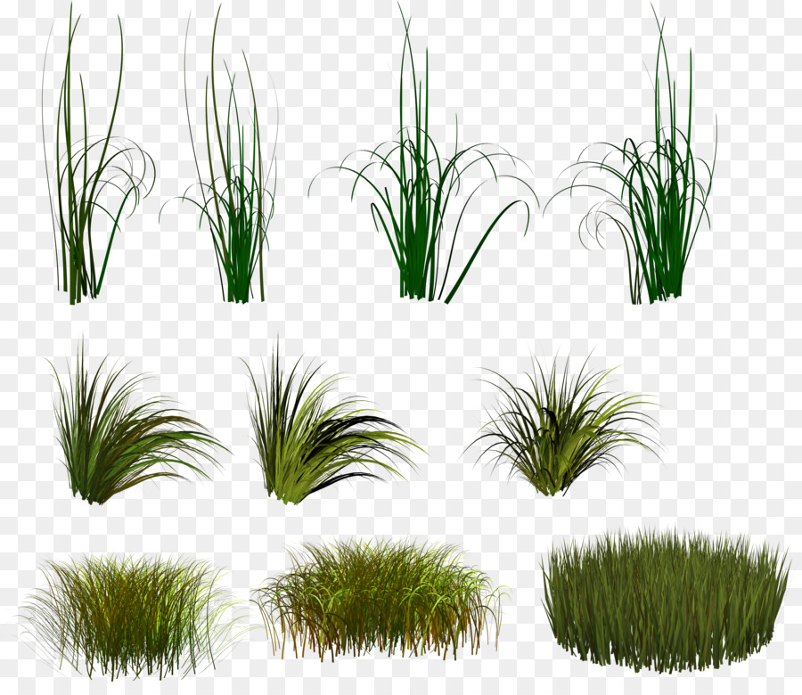 Planta，Scirpus PNG