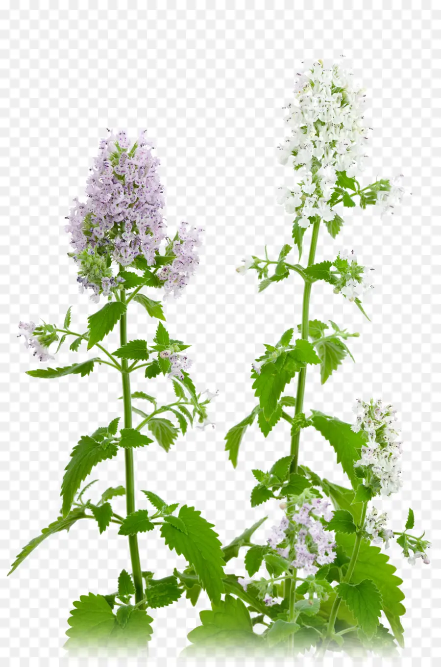 Catnip，Planta PNG