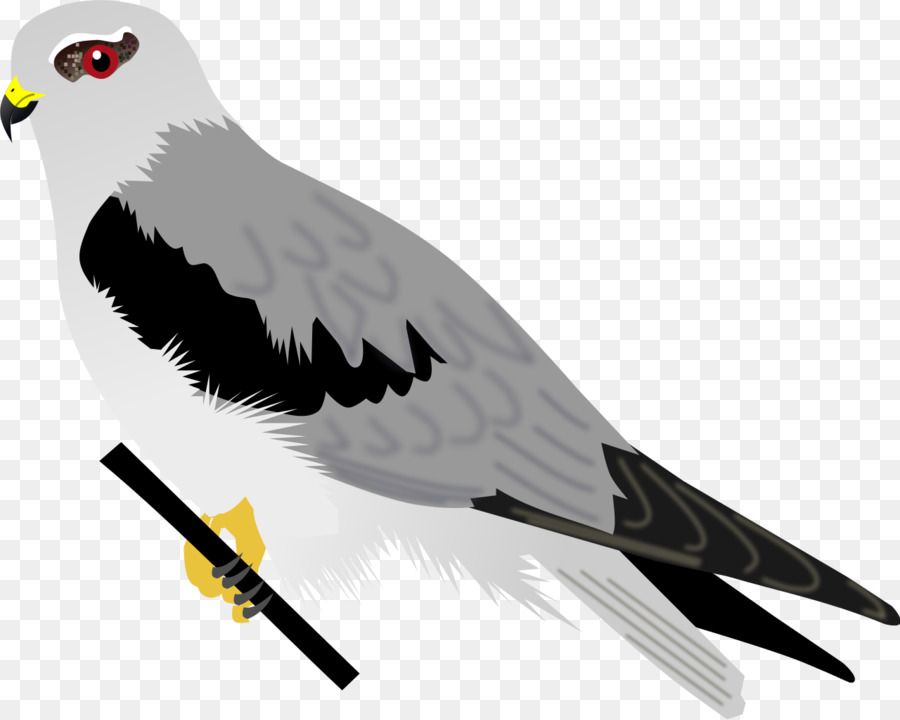 Pájaro，Ave De Presa PNG