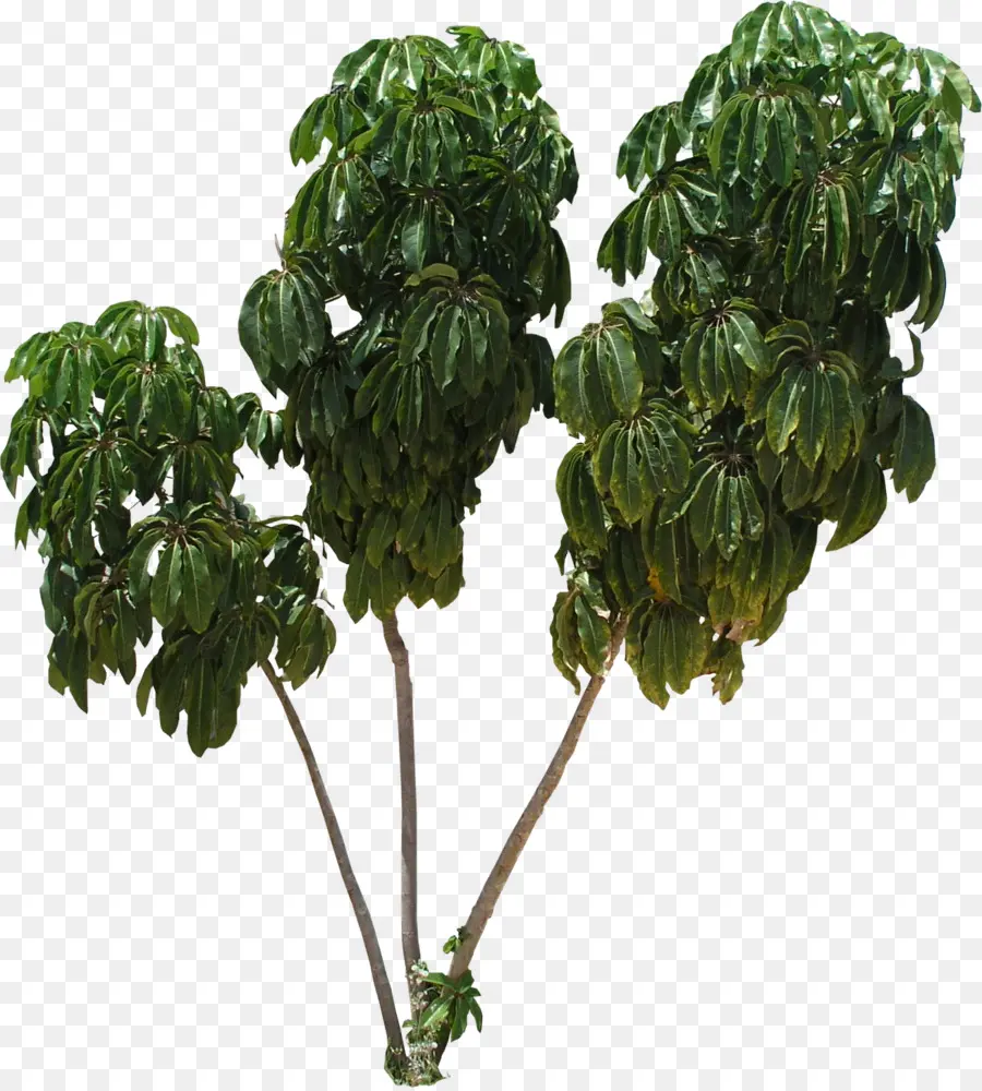 Árbol，Planta PNG