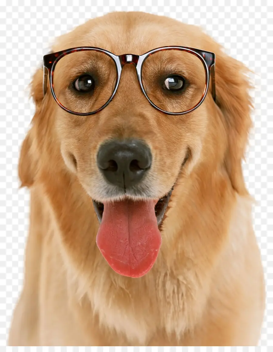 Golden Retriever，Cachorro PNG