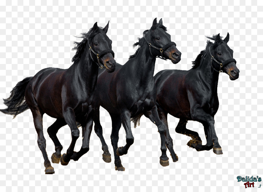 Caballos Negros，Correr PNG