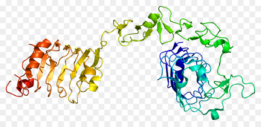 Factor De Crecimiento En Forma De Insulina 1，Receptor De Factor De Crecimiento 1 De Insulina PNG