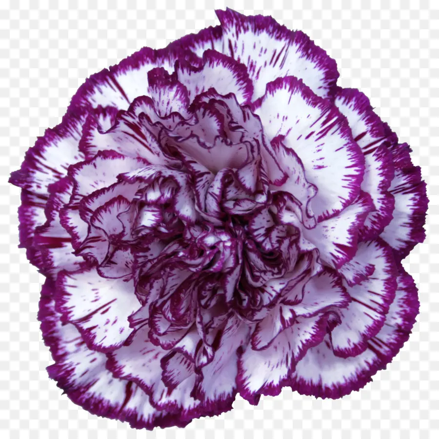 Clavel Morado，Naturaleza PNG