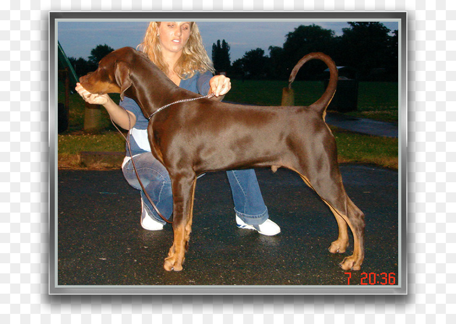 Redbone Coonhound，Foxhound Inglés PNG