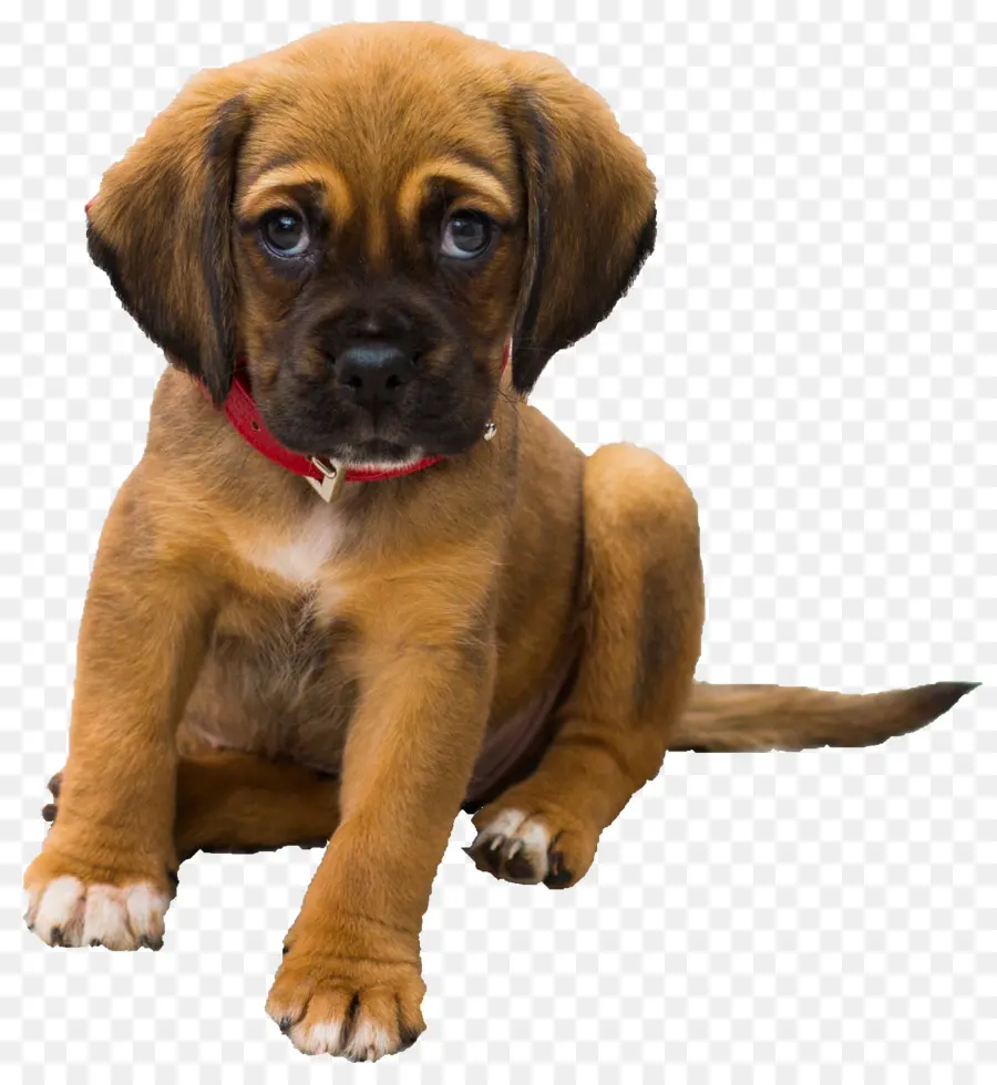 Cachorro，Perro PNG