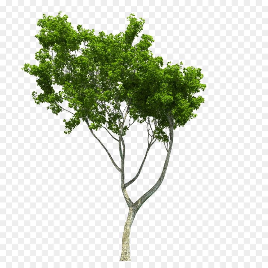árbol，La Arquitectura Del Paisaje PNG
