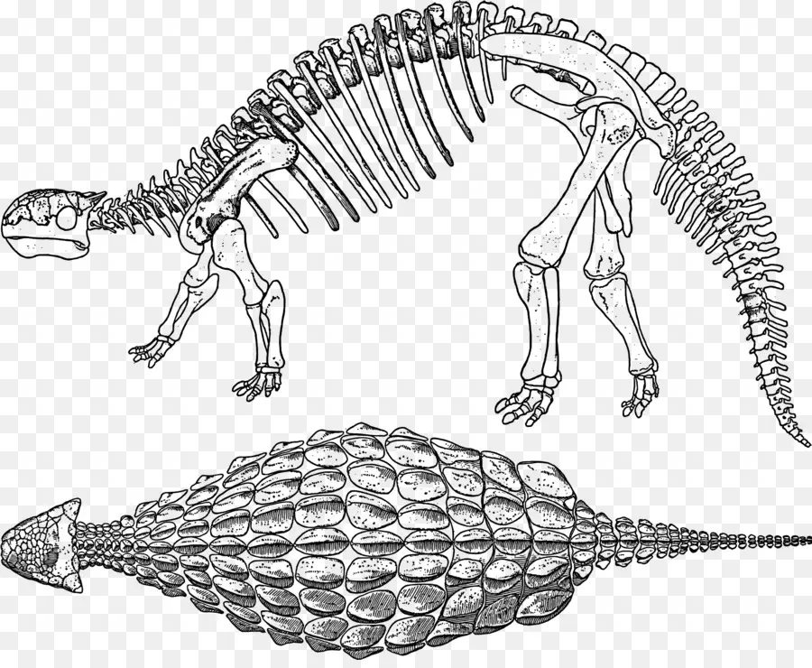 Ankylosaurus，Tyrannosaurus PNG