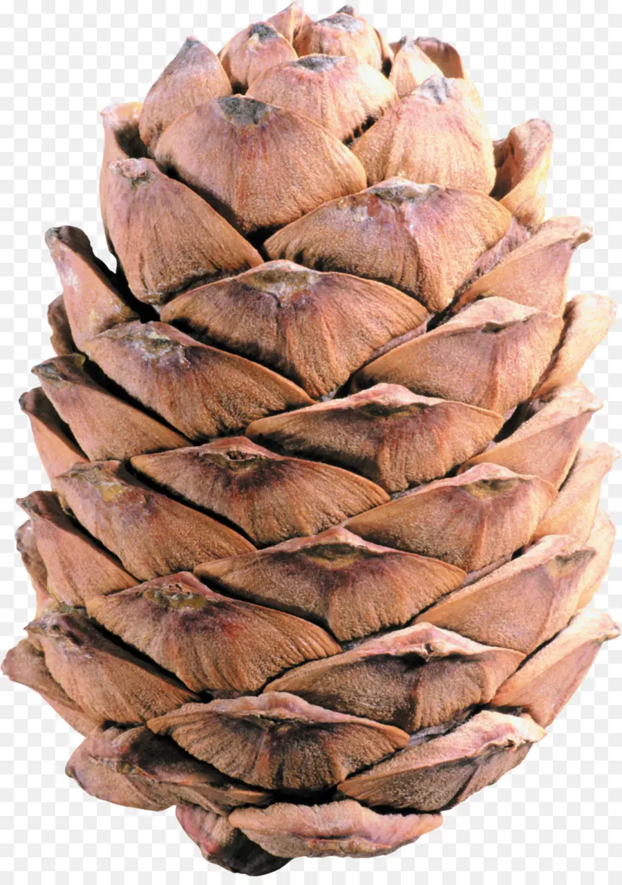 Cono De Pino，árbol PNG