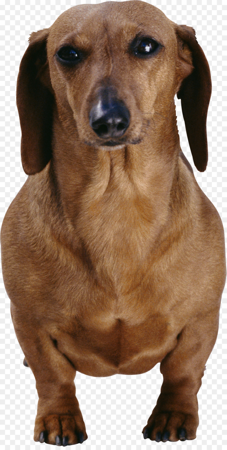 Perro Salchicha，Mascota PNG