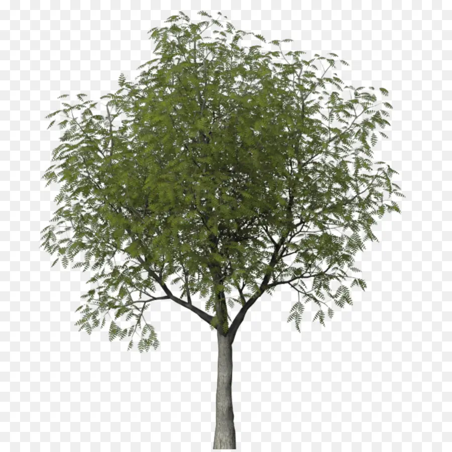 Árbol，Hojas PNG