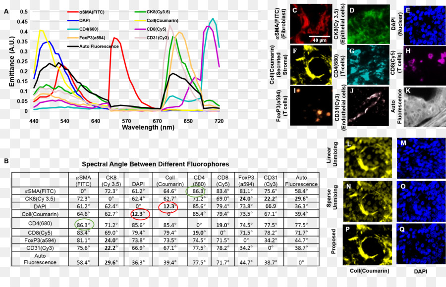 El Microscopio De Fluorescencia，La Fluorescencia PNG