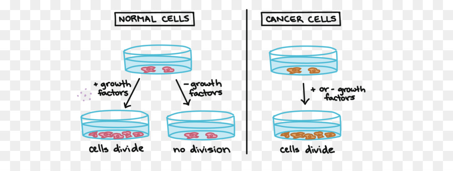 Ciclo Celular，El Cáncer De Células PNG