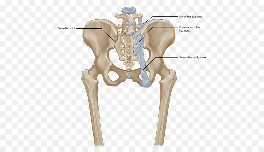 Conjunto，De La Articulación Sacroilíaca PNG