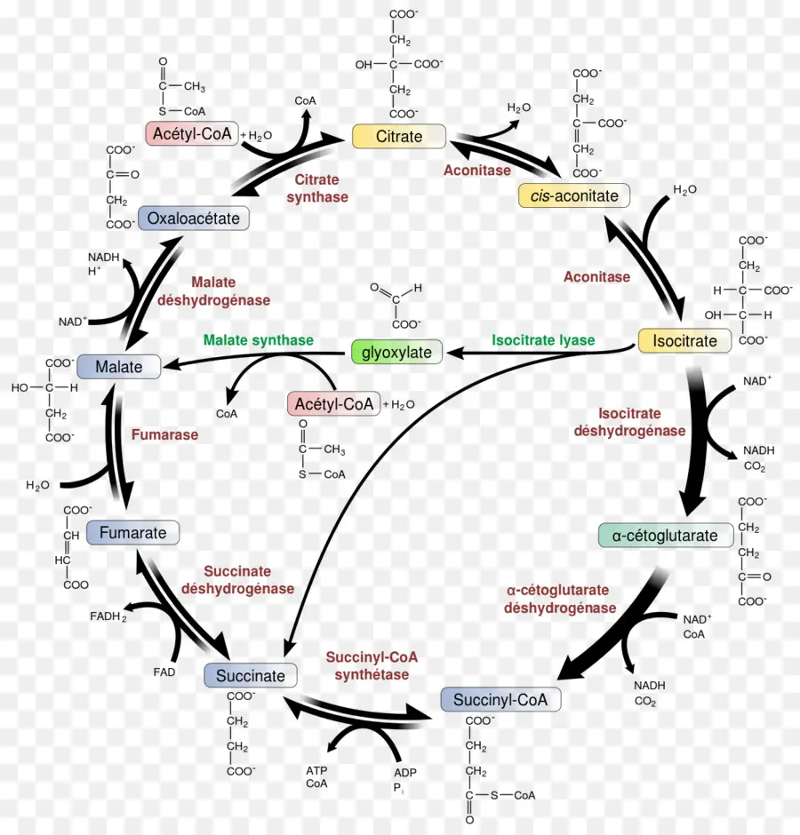 Ciclo De Glioxilato，Ciclo PNG