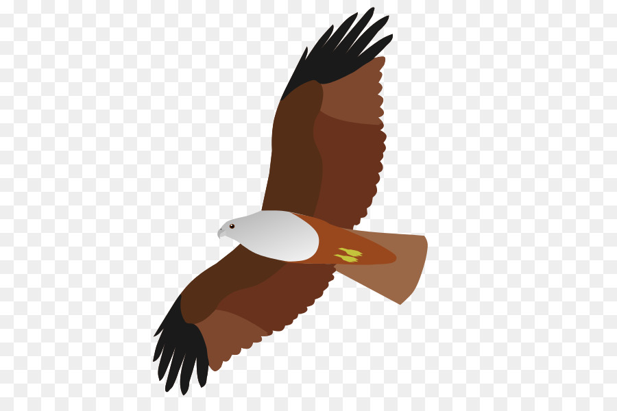 Pájaro，águila Calva PNG