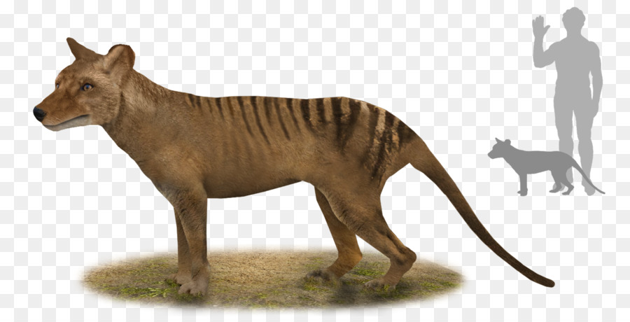 Tigre，Thylacine PNG