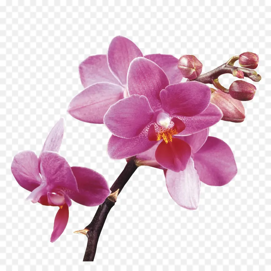 Las Orquídeas，Vanda Miss Joaquim PNG