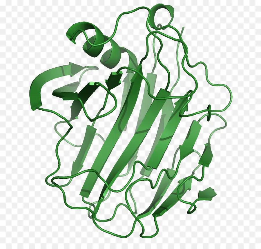 Estructura De La Proteína，Biología PNG