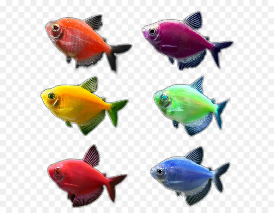 Peces De Colores，Los Peces PNG