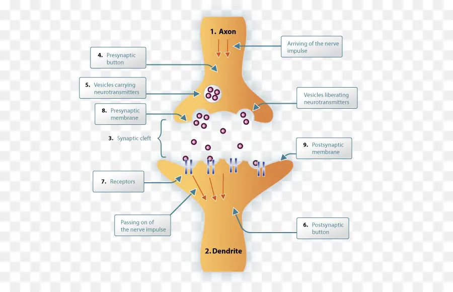 Diagrama De Sinapsis，Neurona PNG