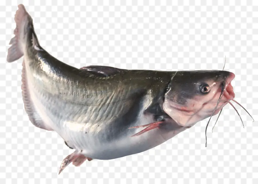 Los Peces，Aceite De Pescado PNG