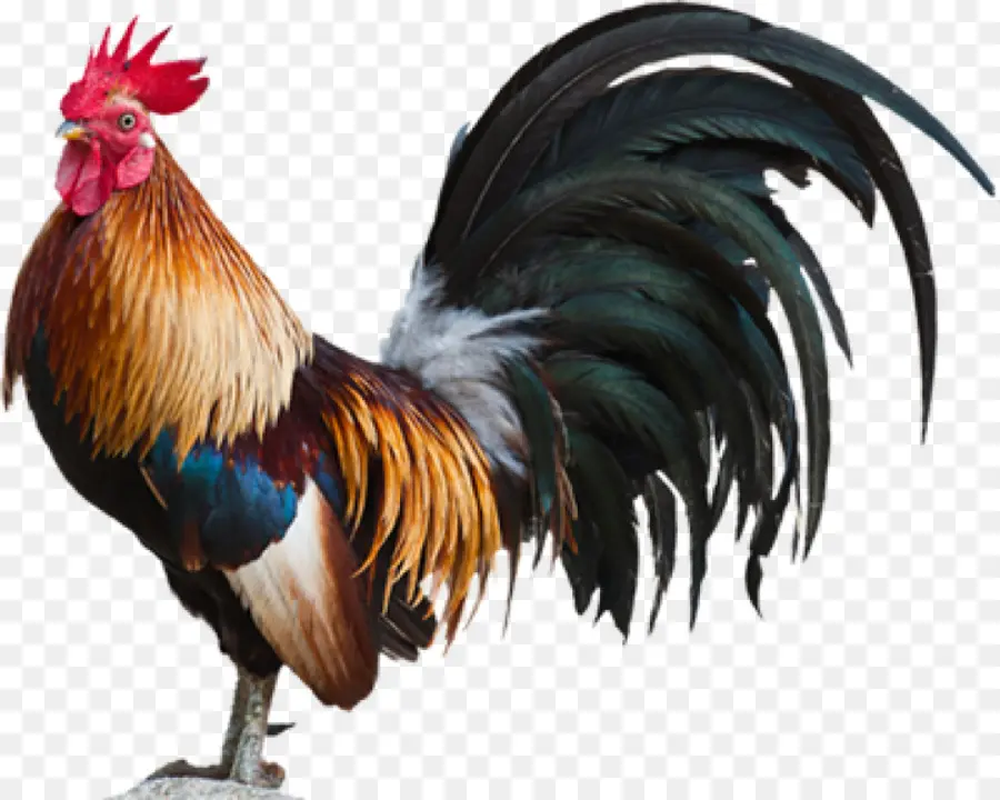 Pollo，Gallo PNG