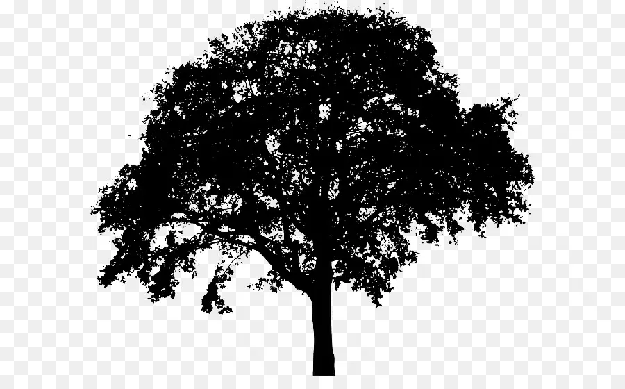 Silueta De Arbol，Negro PNG