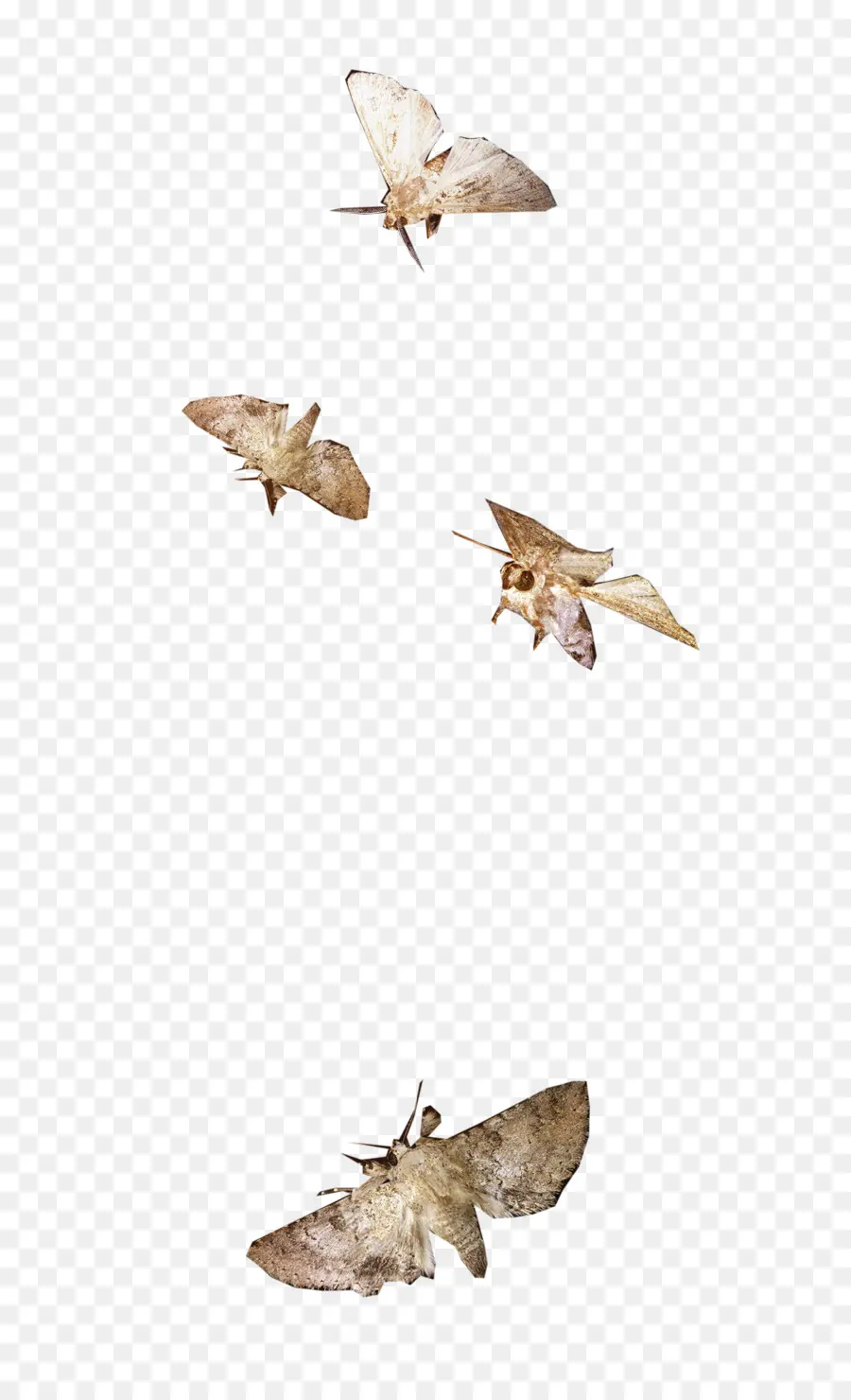 Polillas，Vuelo PNG