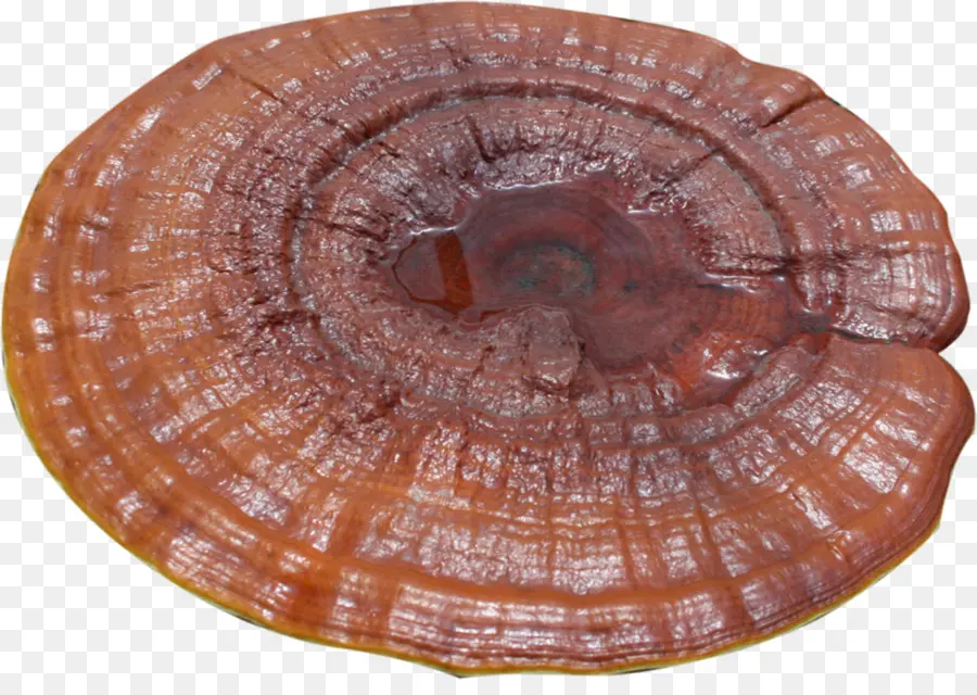 Hongo Reishi，Hongo PNG