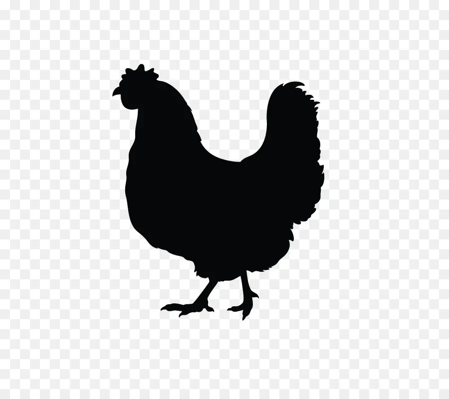 Silueta De Pollo，Aves De Corral PNG