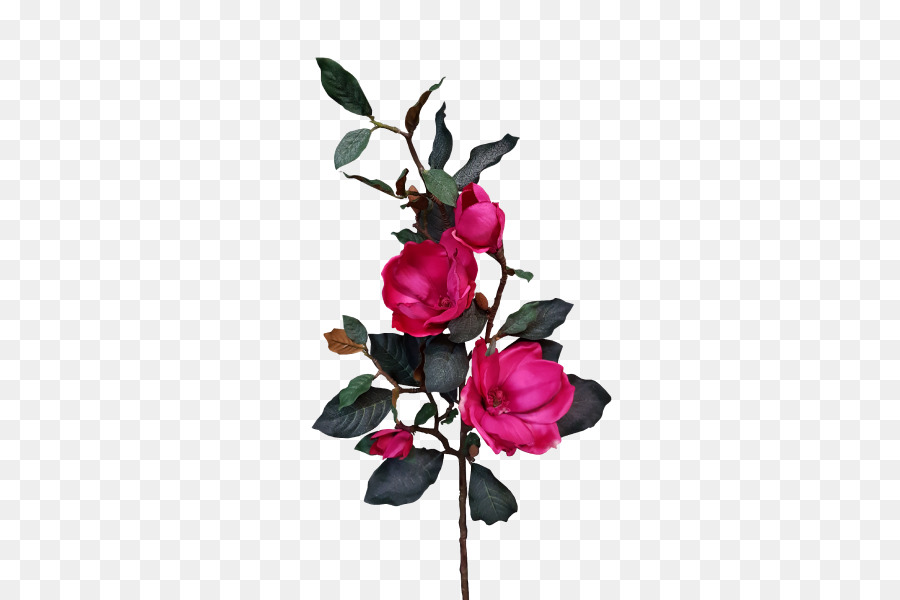 Flor，Rosa PNG