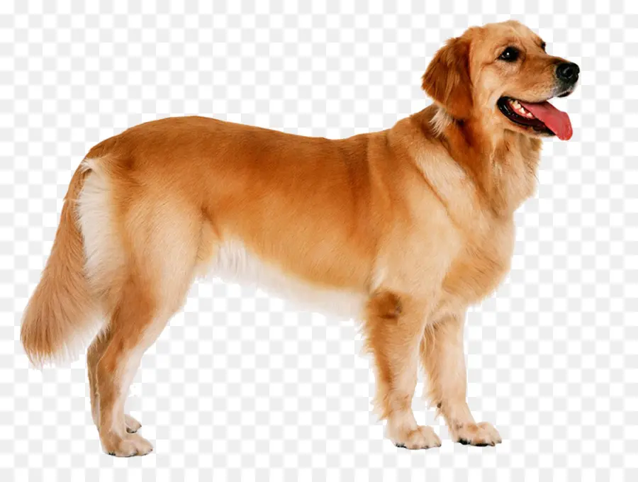 Golden Retriever，Cachorro PNG