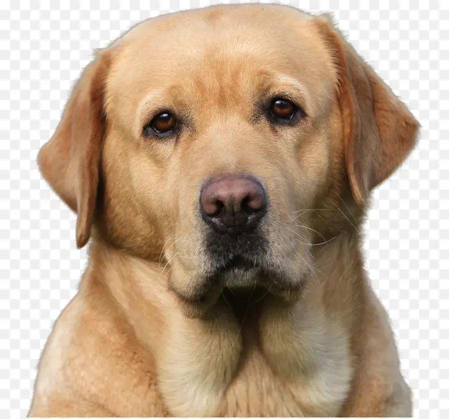 Perro Perdiguero De Oro，Mascota PNG