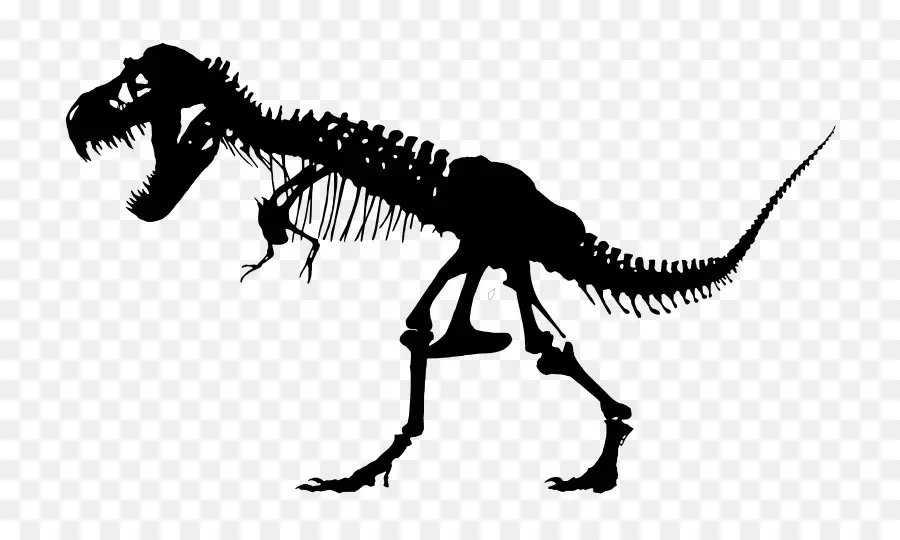 Esqueleto De Dinosaurio，Tiranosaurio Rex PNG