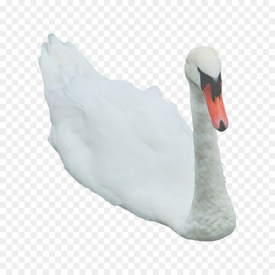 Cisne，Pájaro PNG