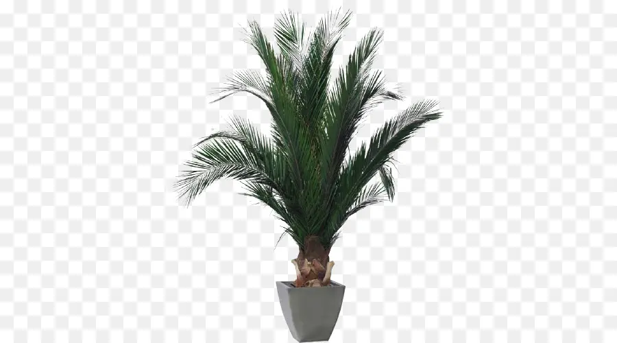 Phoenix Roebelenii，Planta De Interior PNG