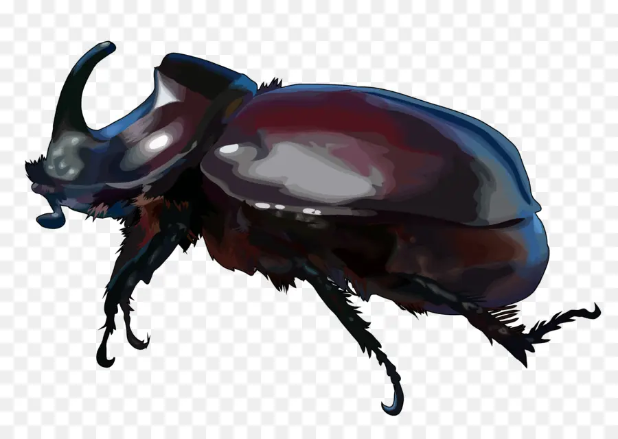 Escarabajo，Hércules Escarabajo PNG